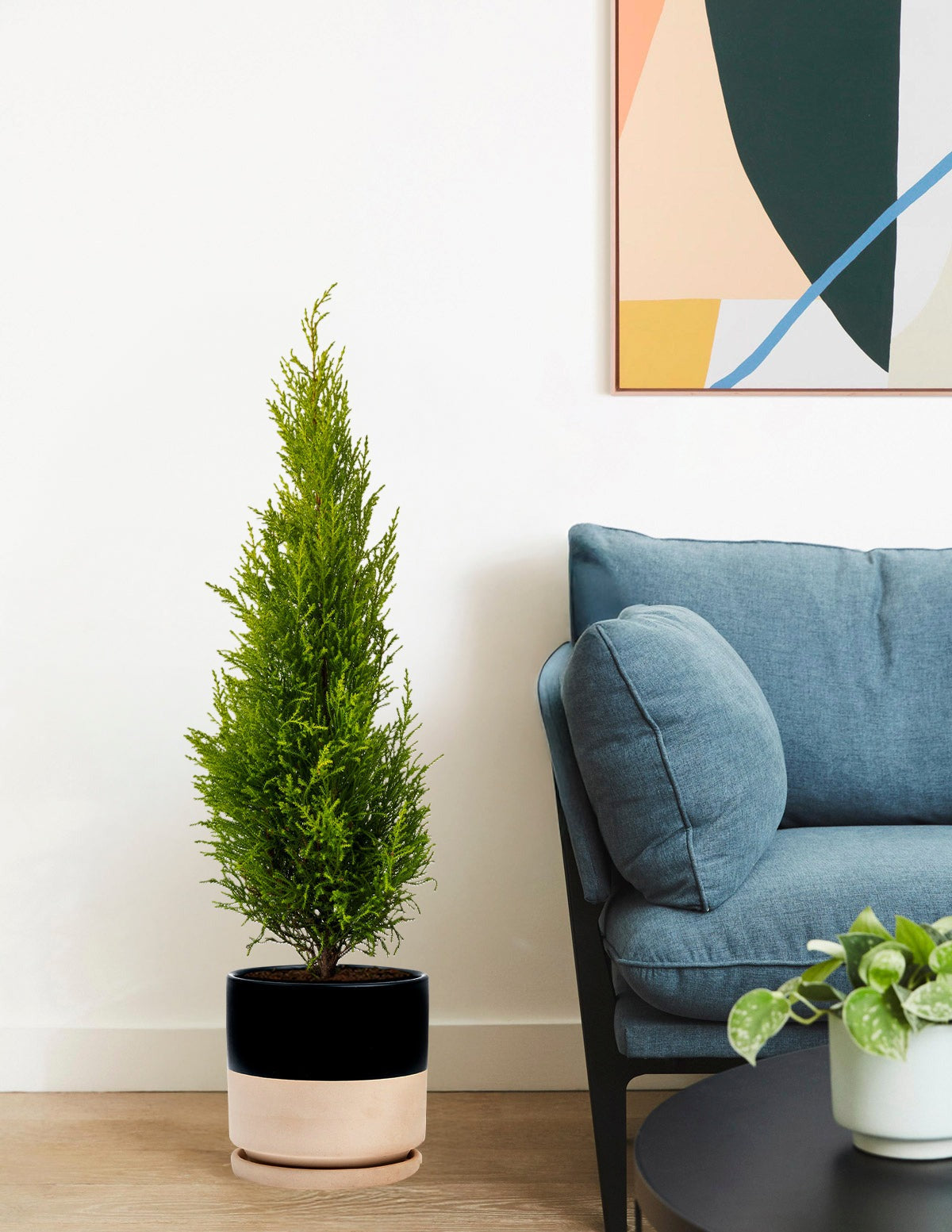 Wilma Goldcrest Lemon Cypress