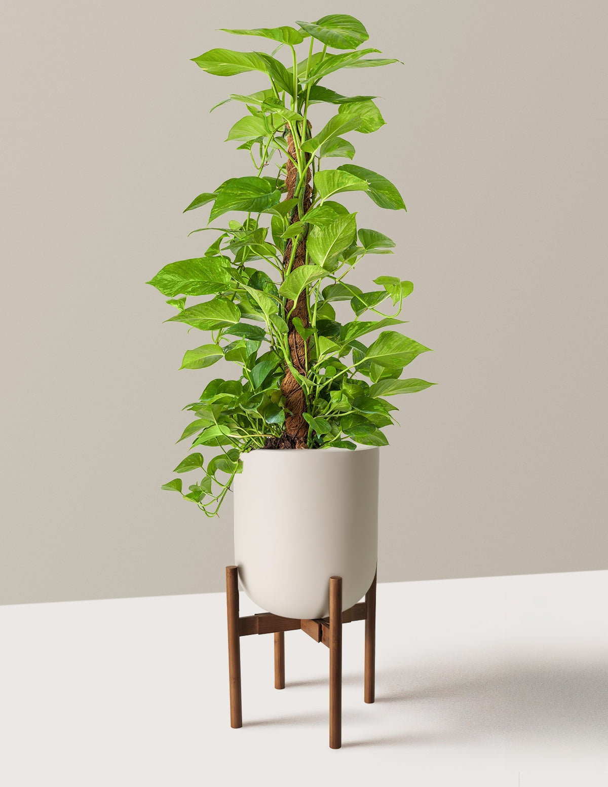 Golden Pothos Totem