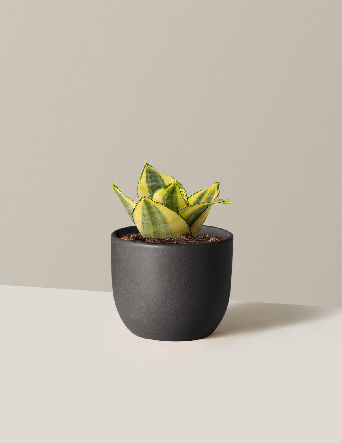 Snake Plant Hahnii Gold