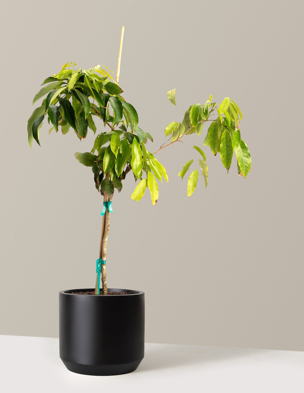 Mauritius Lychee