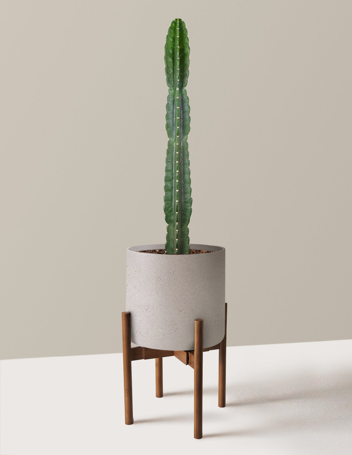 Cuddly Cactus
