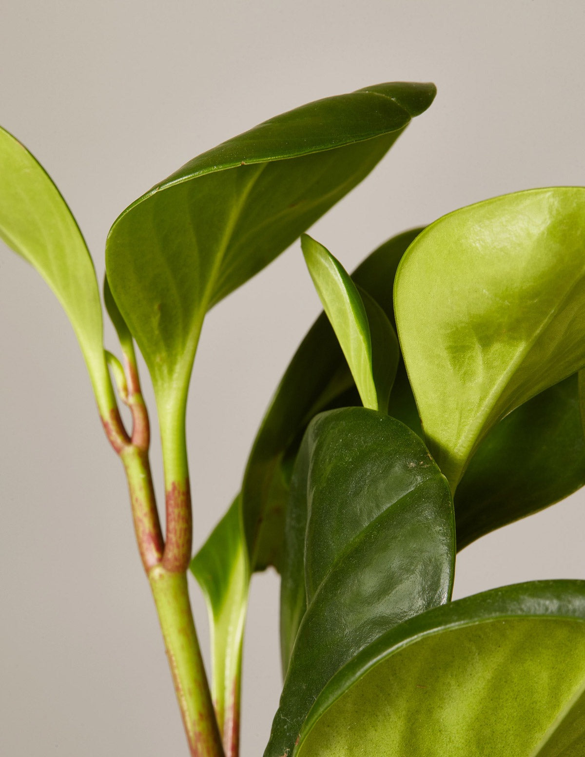 Baby Rubber Plant