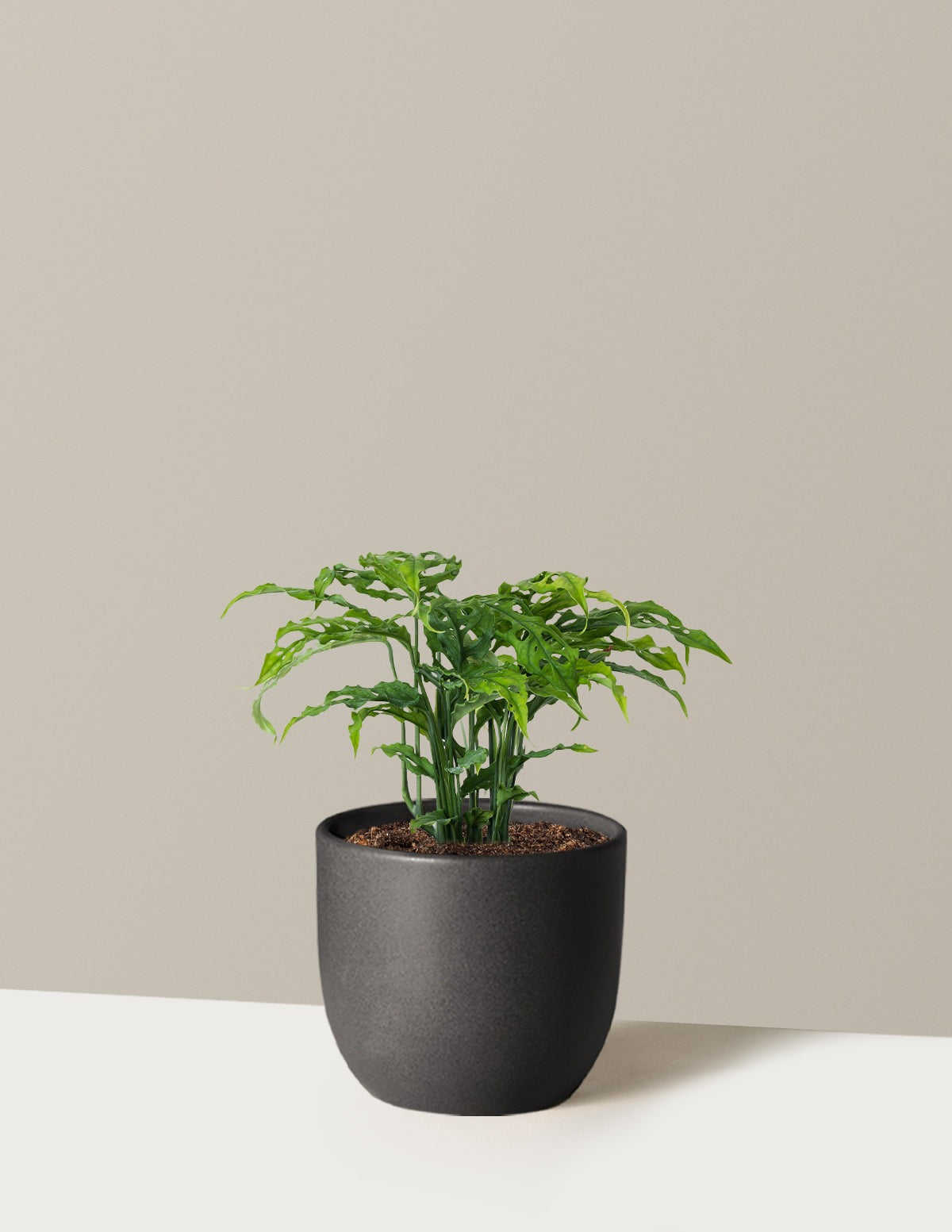 Rare Monstera Obliqua