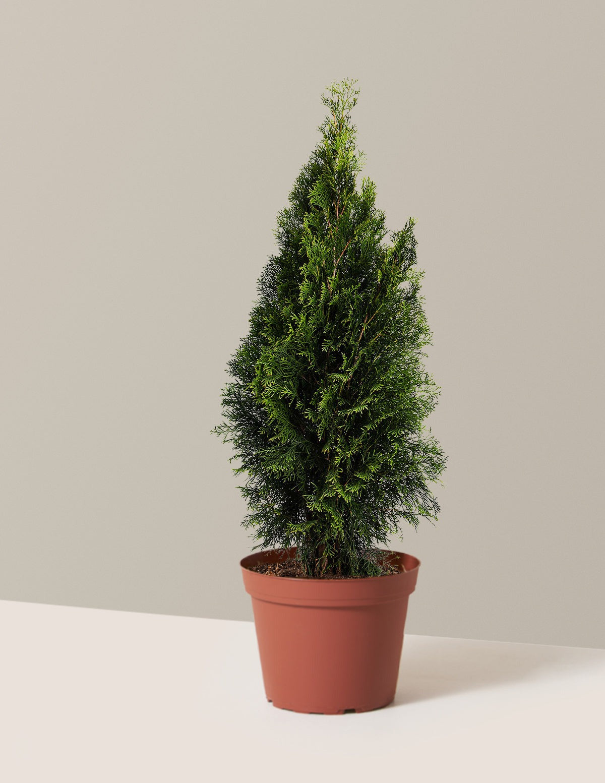 Emerald Green Arborvitae