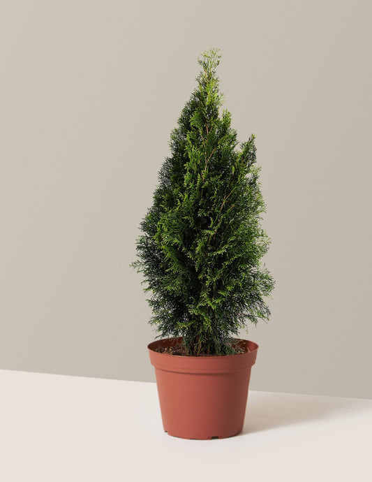Emerald Green Arborvitae