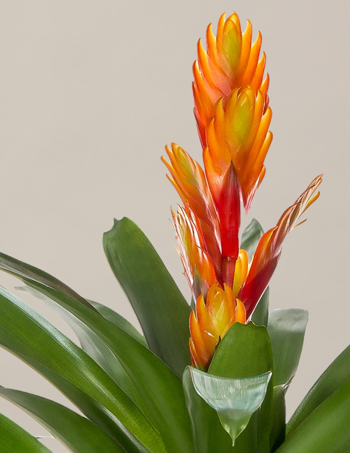 Bromeliad Assortment