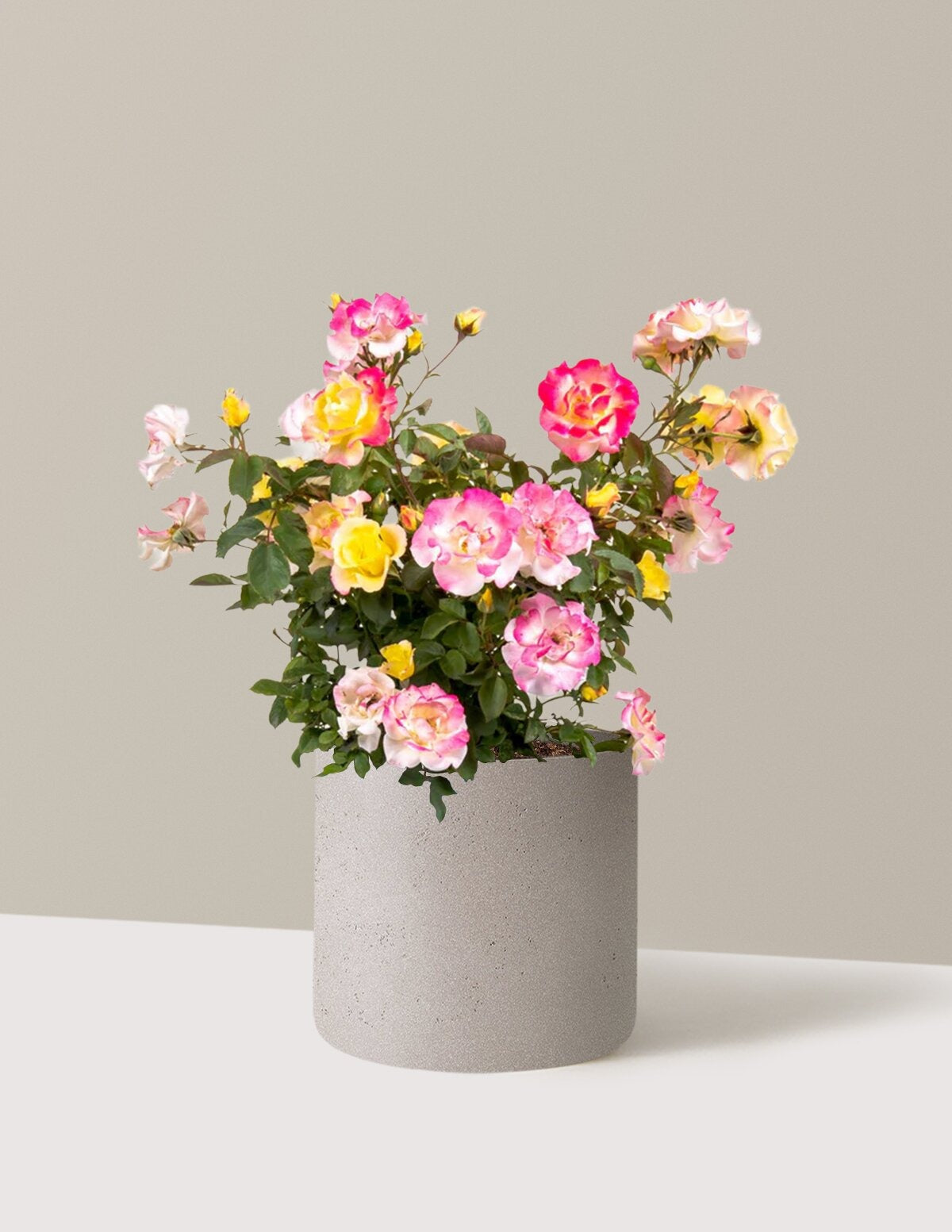 Gumball GoodyTM Rose