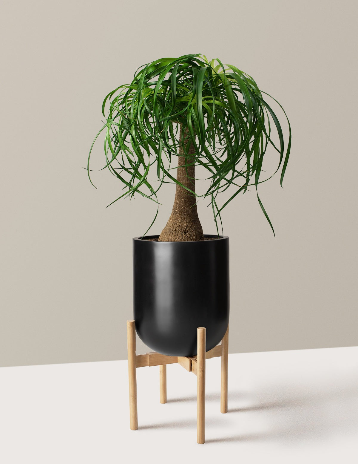 Ponytail Palm