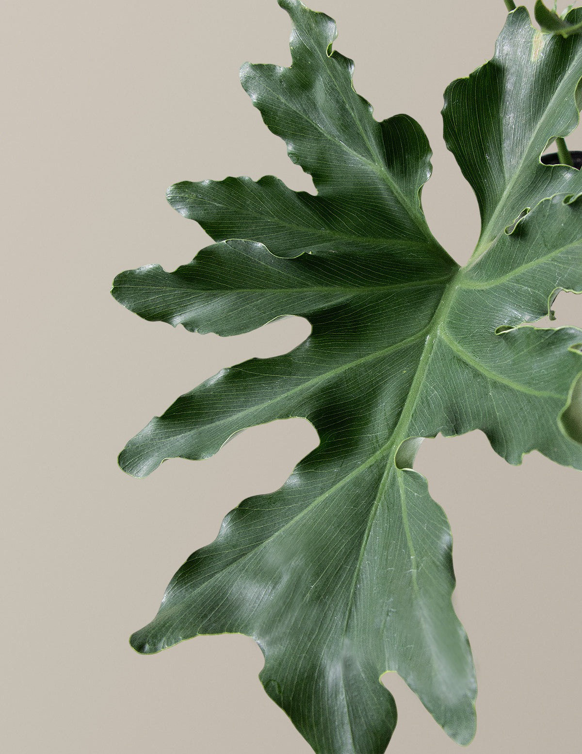 Large Philodendron Selloum Hope