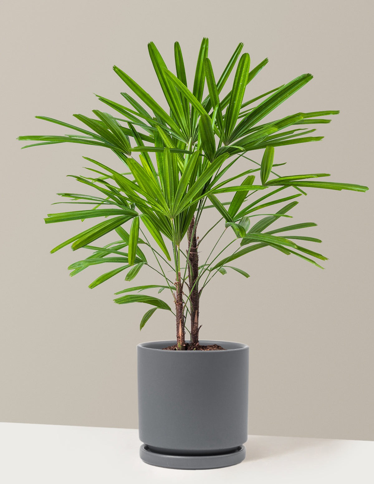 Large Lady Palm