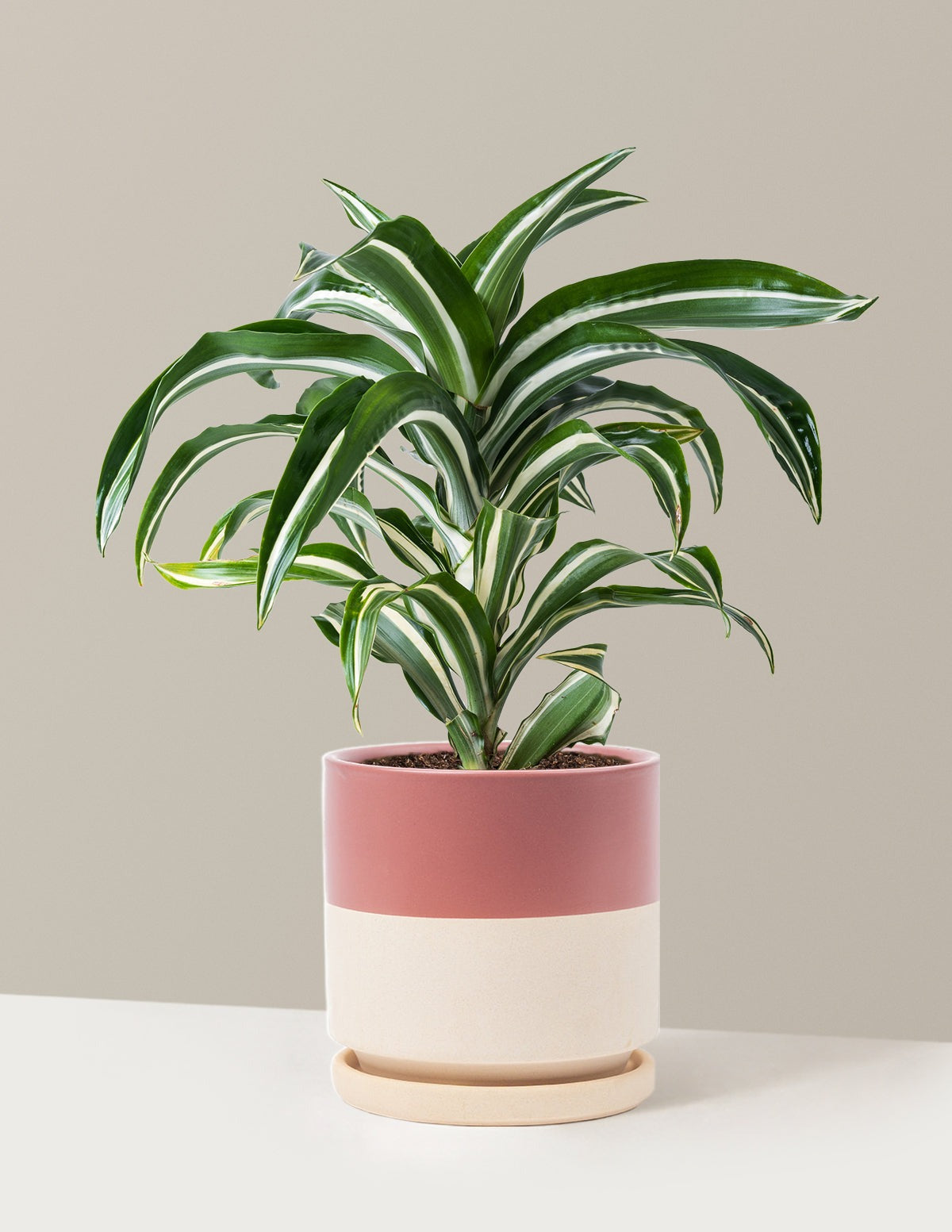 Dracaena Jewel Jade