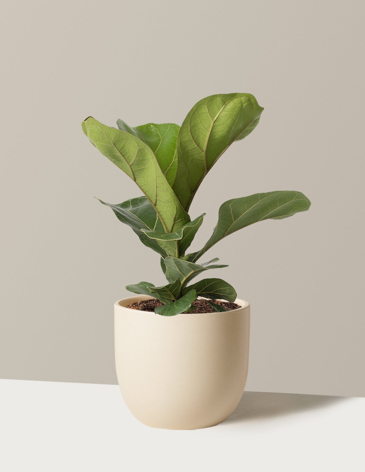 Fiddle Leaf Fig Bush