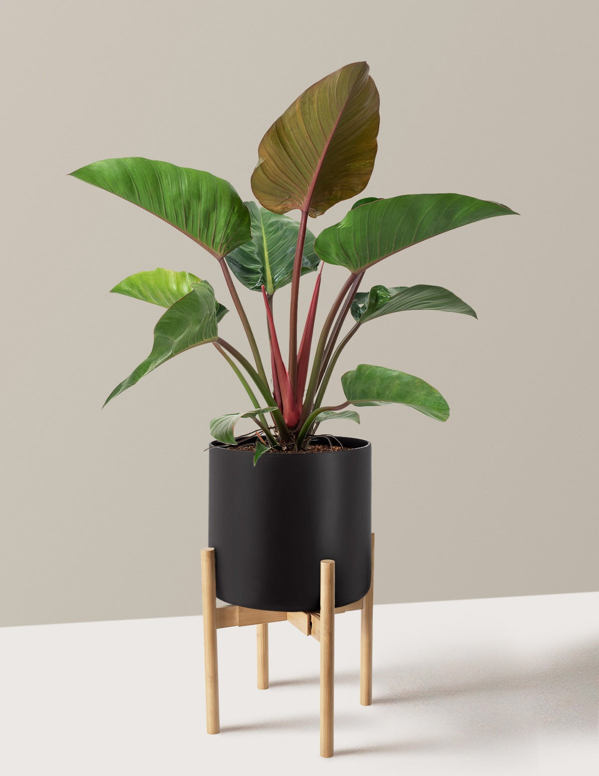 Large Philodendron Rojo Congo