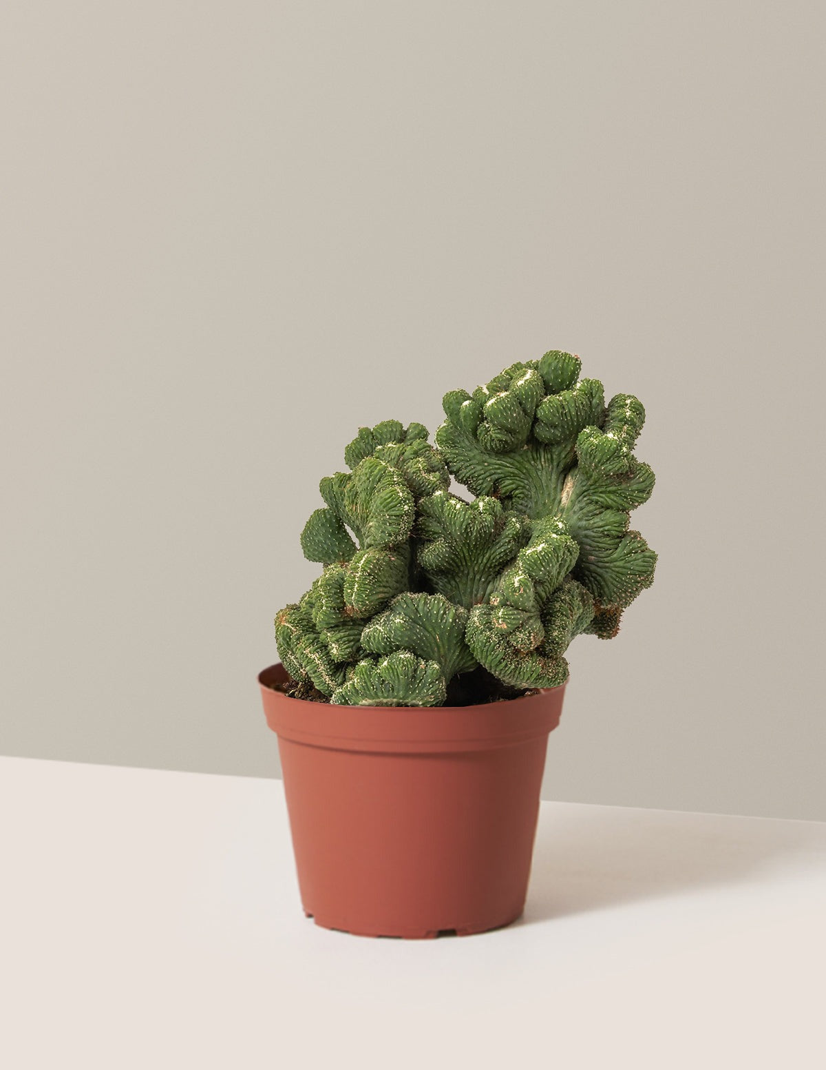 Cereus Green Coral Cactus