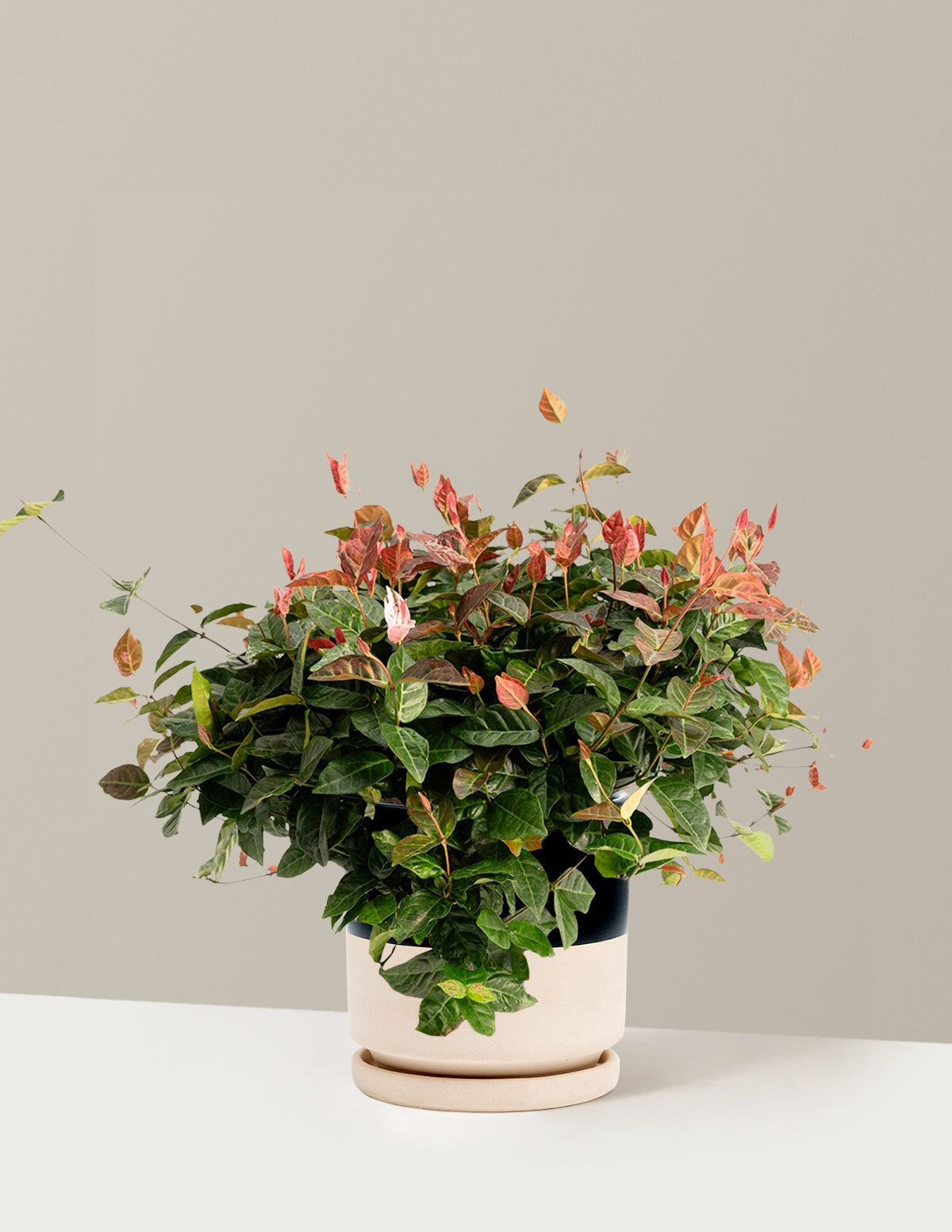 Snow-N-SummerTM Asiatic Jasmine
