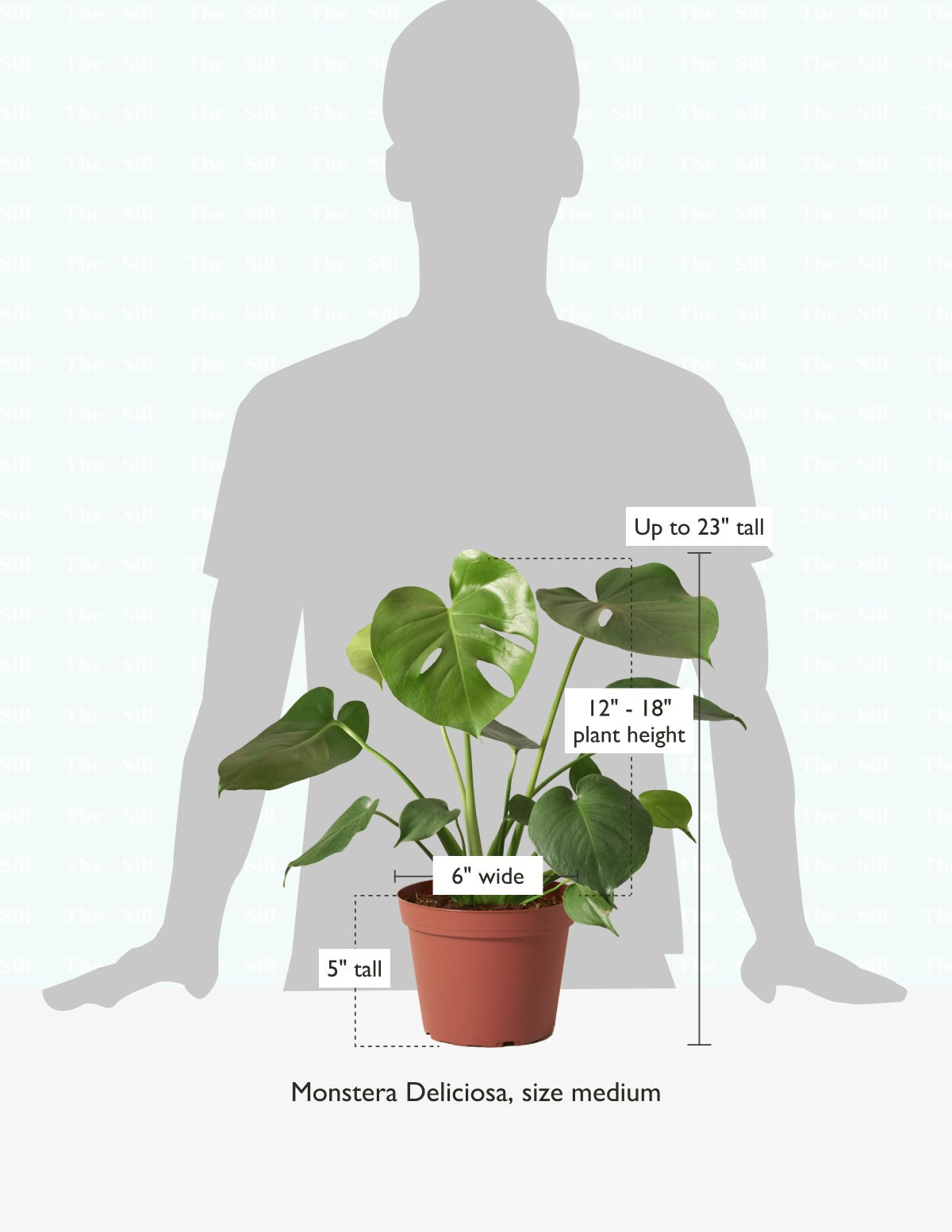 Monstera Deliciosa