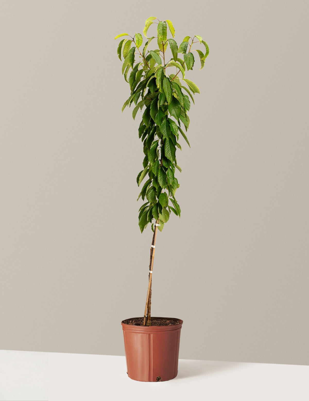 Black Tartarian Cherry Tree