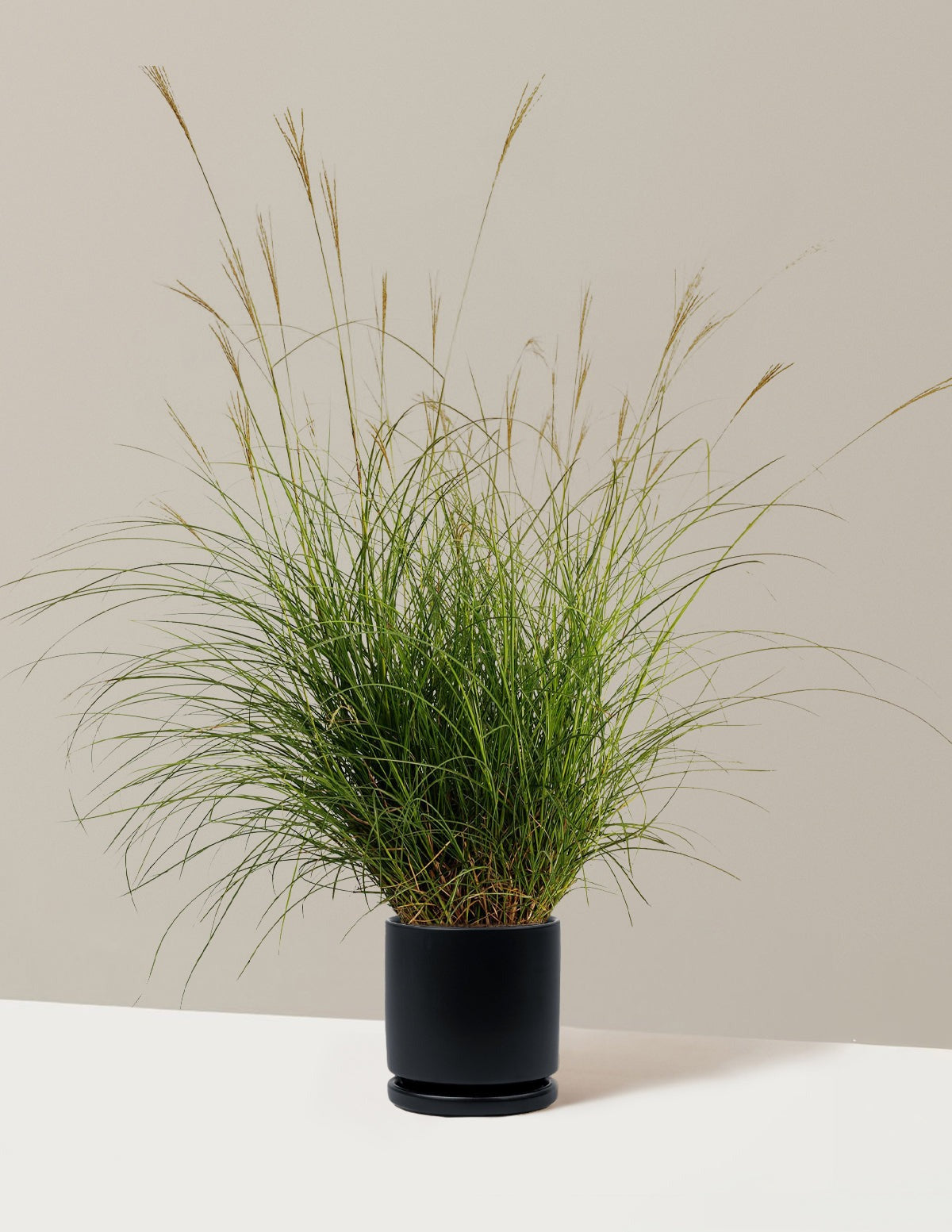 Dwarf Maiden Grass
