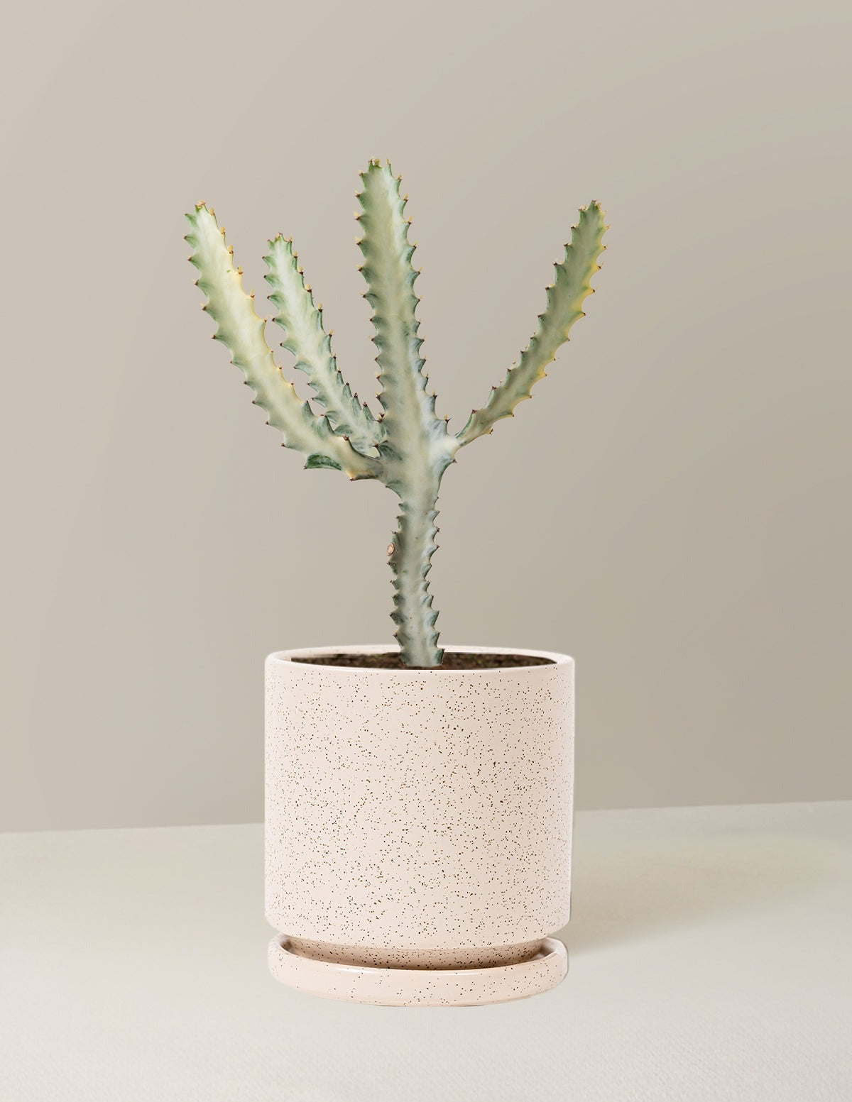 Euphorbia White Ghost