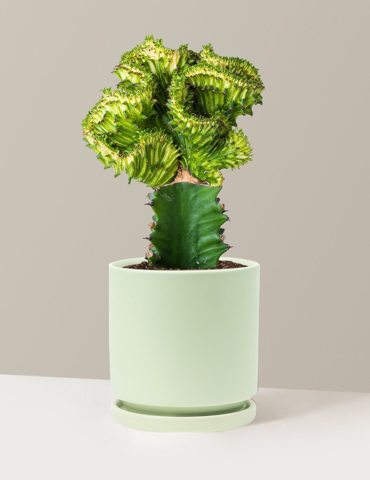 Mermaid Tail Cactus