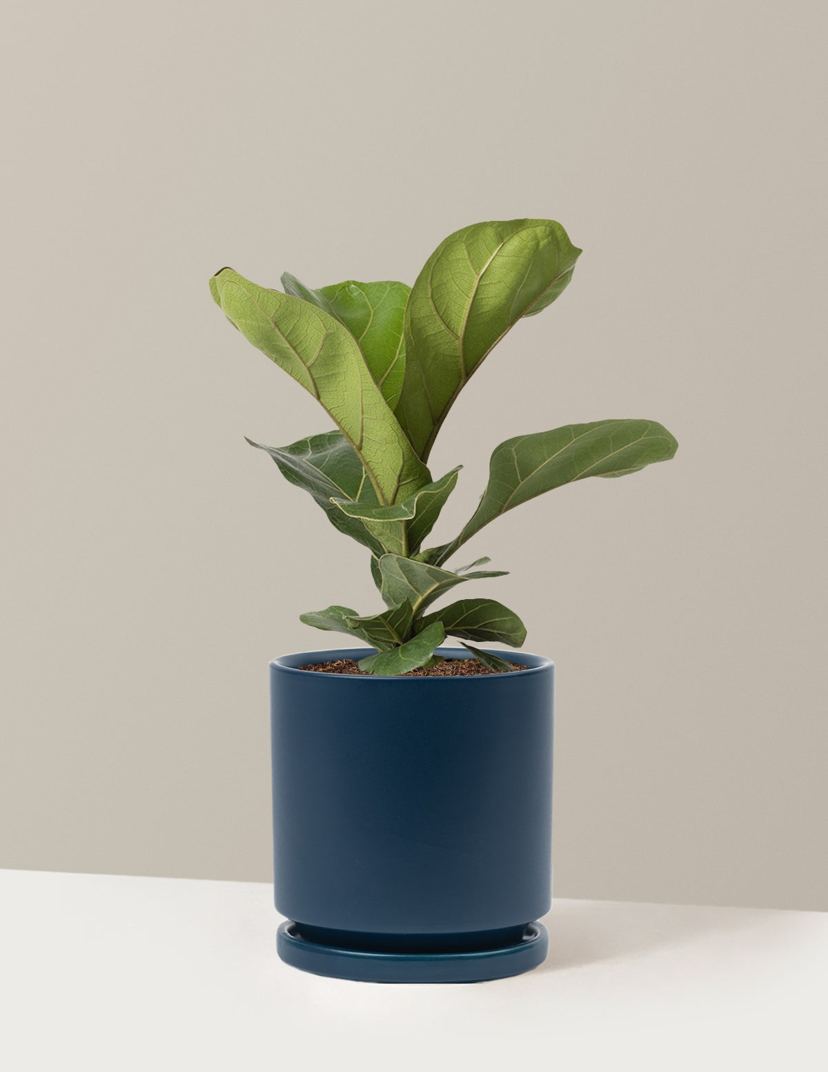 Fiddle Leaf Fig