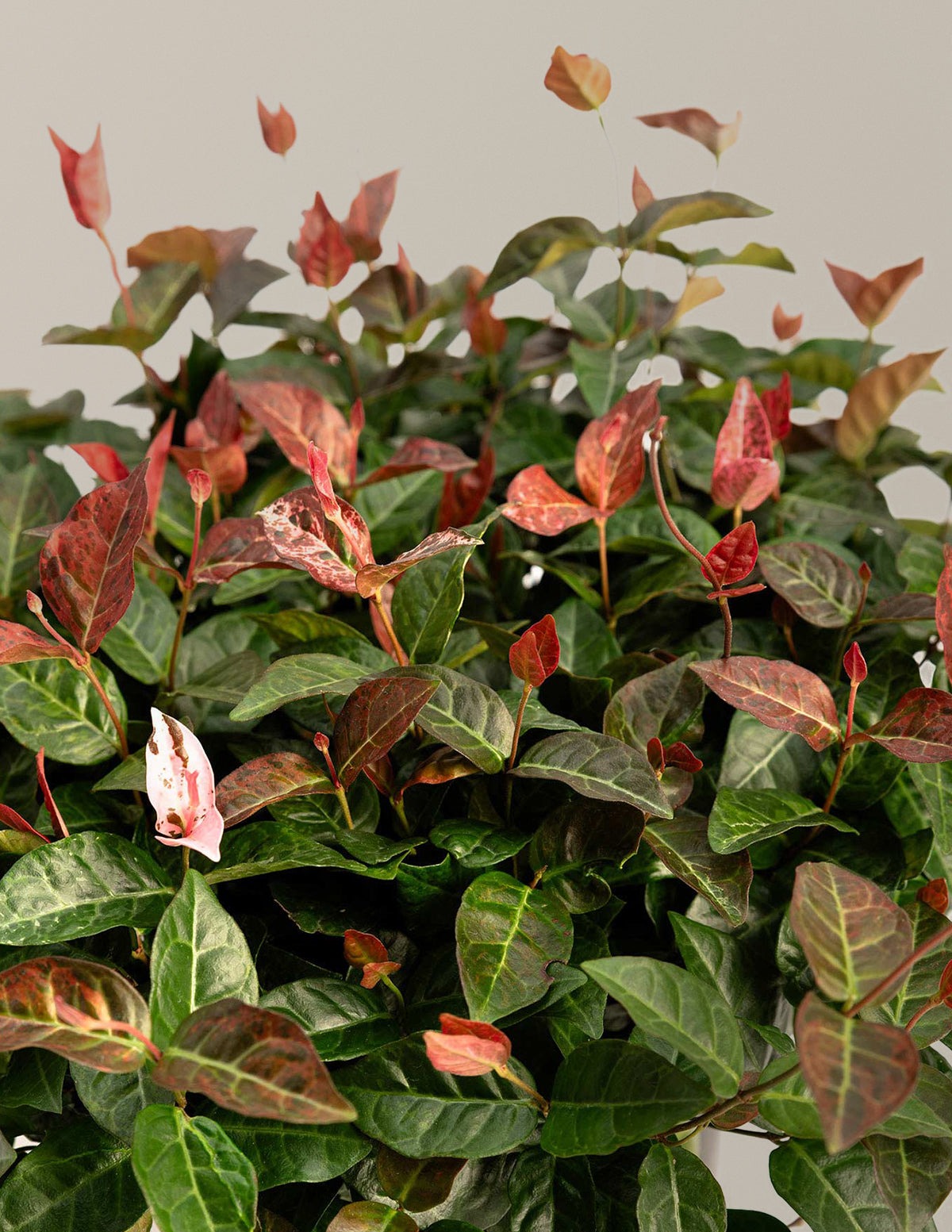 Snow-N-SummerTM Asiatic Jasmine