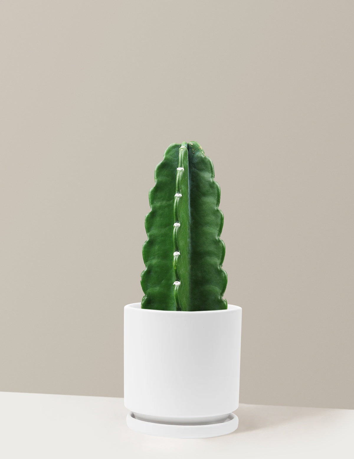 Cuddly Cactus