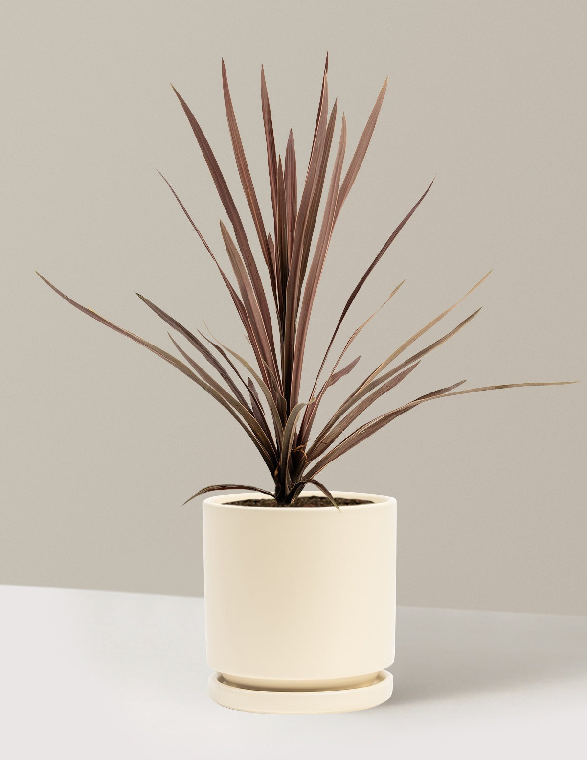Bauer's Cordyline