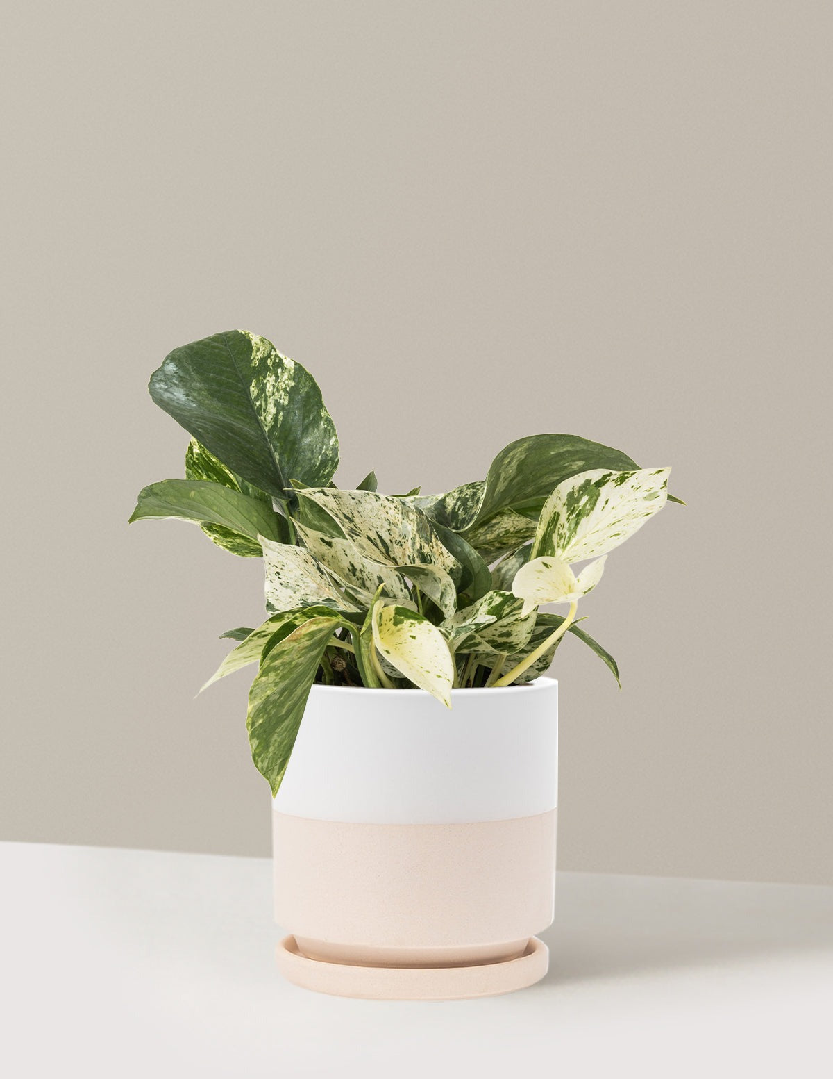 Pothos Marble Queen