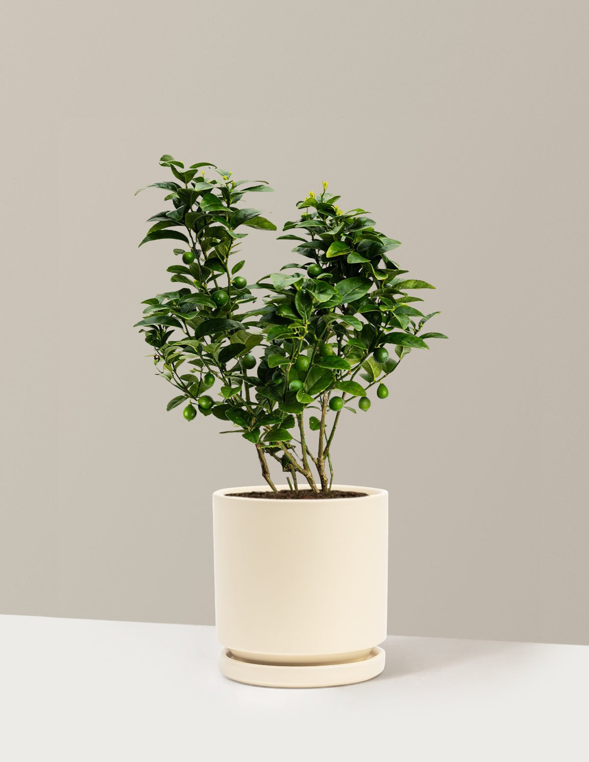 Key Lime Bush