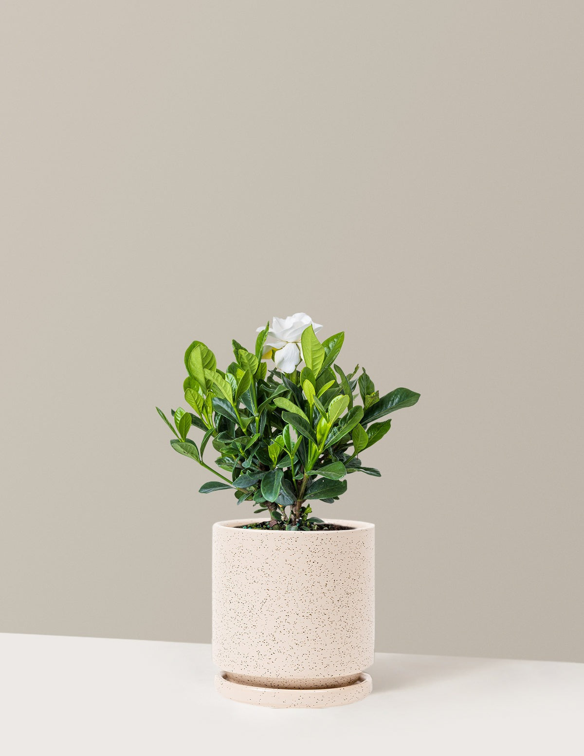 Gardenia Bush