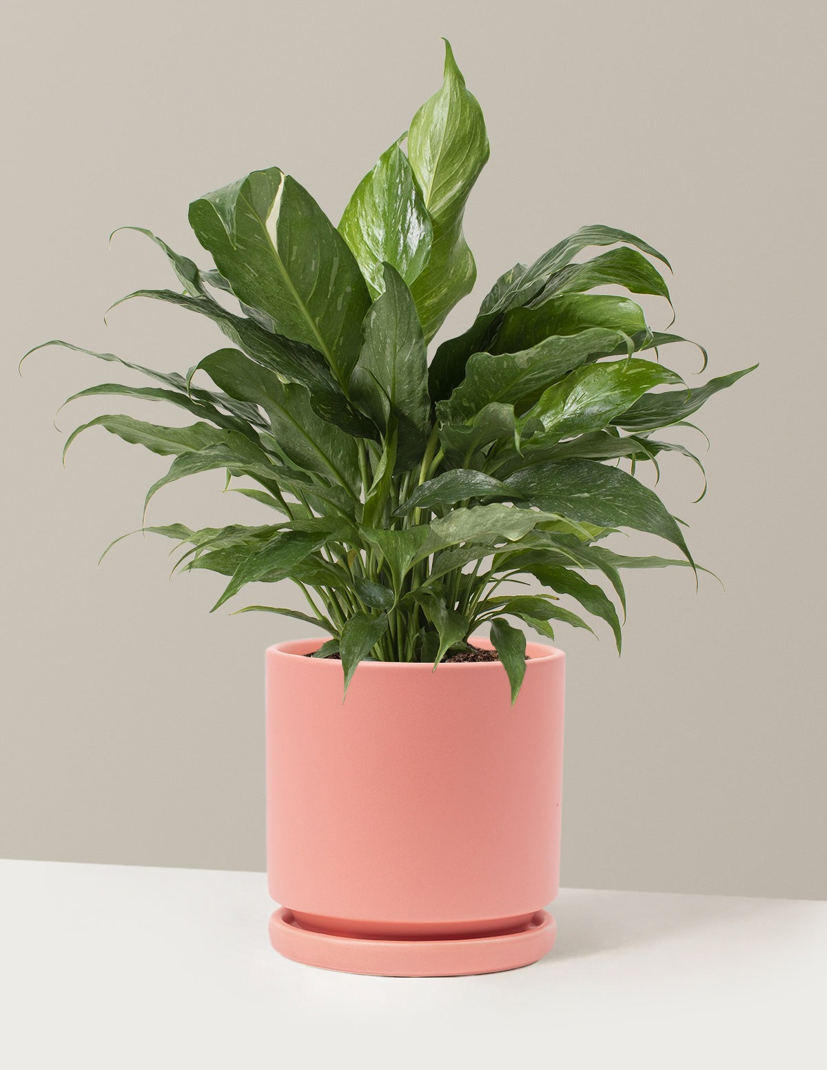 Peace Lily Domino
