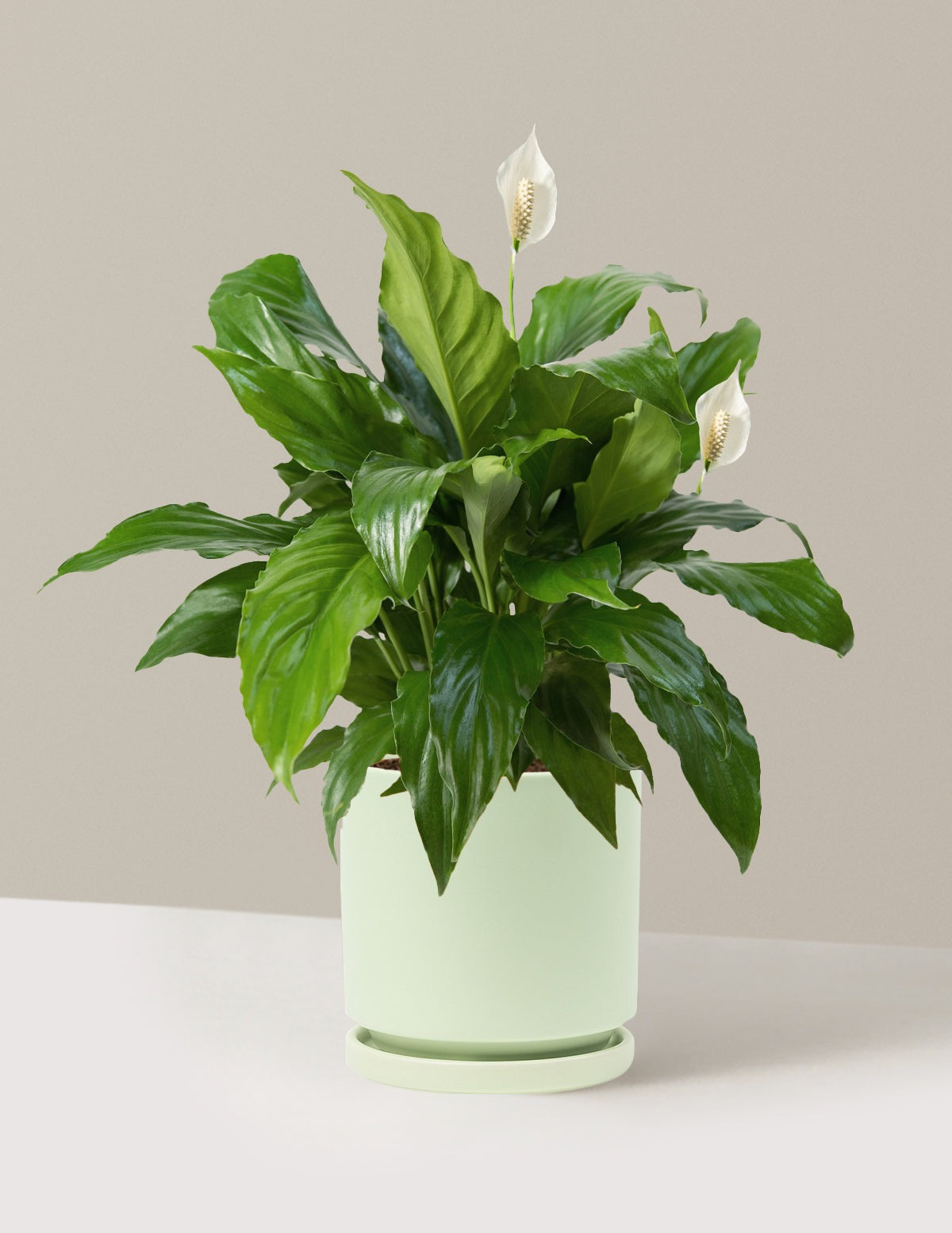 Plant Of The Month Club