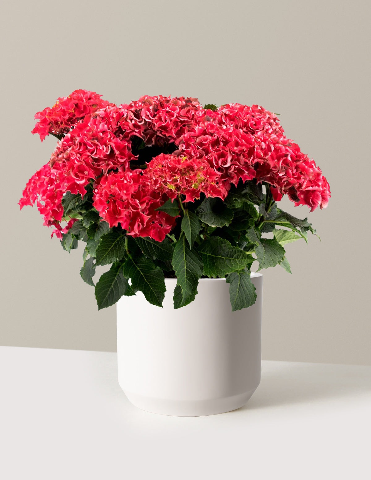 Frill RideTM Hydrangea