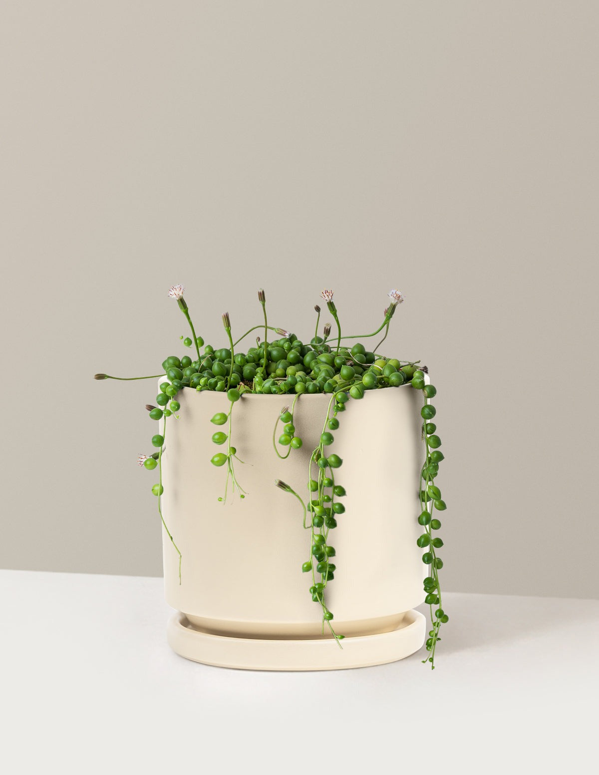 String of Pearls