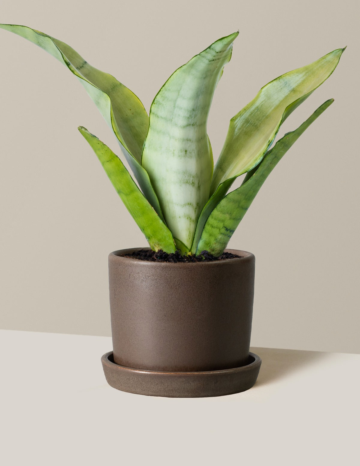Moonshine Snake Plant
