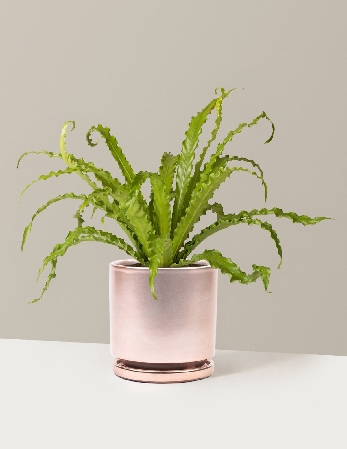 Bird's Nest Fern