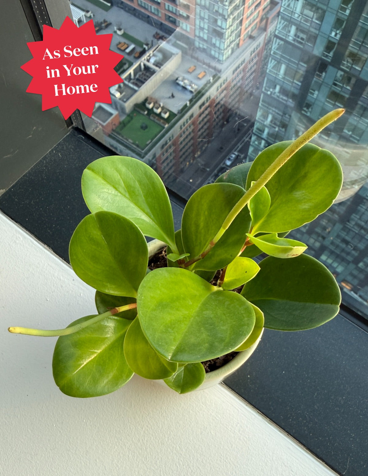 Baby Rubber Plant