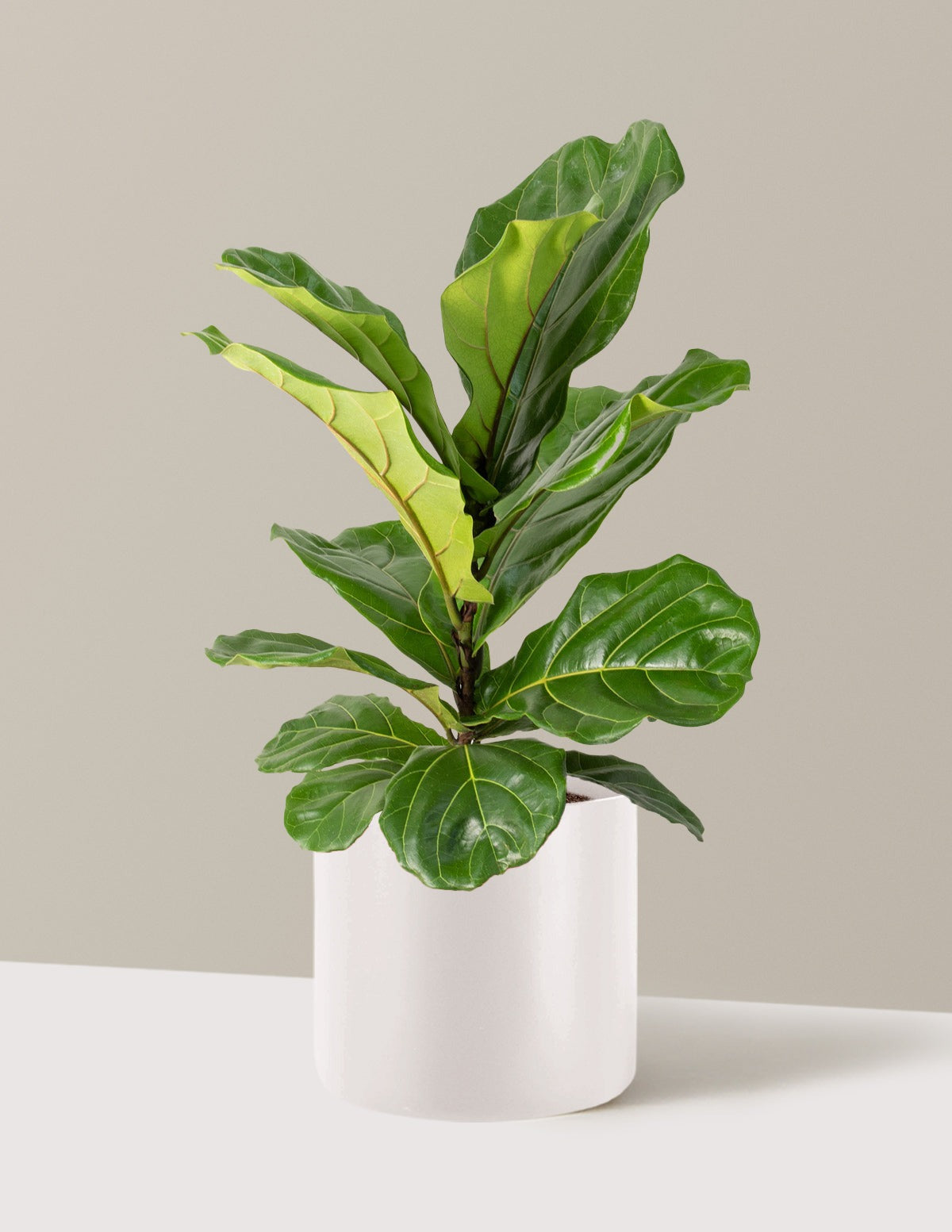 Fiddle Leaf Fig Bush