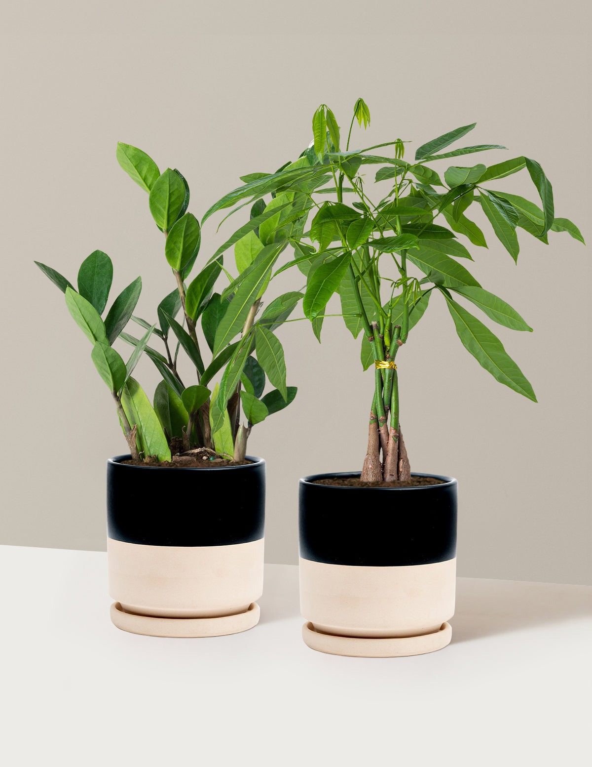The Easy Care Duo