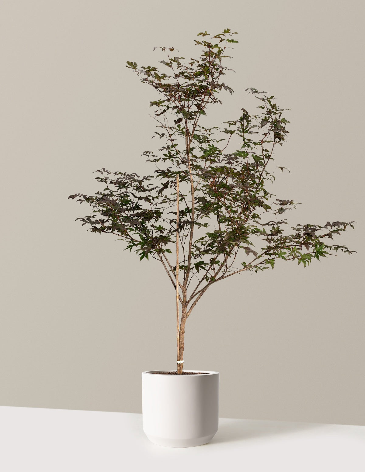 Bloodgood Japanese Maple