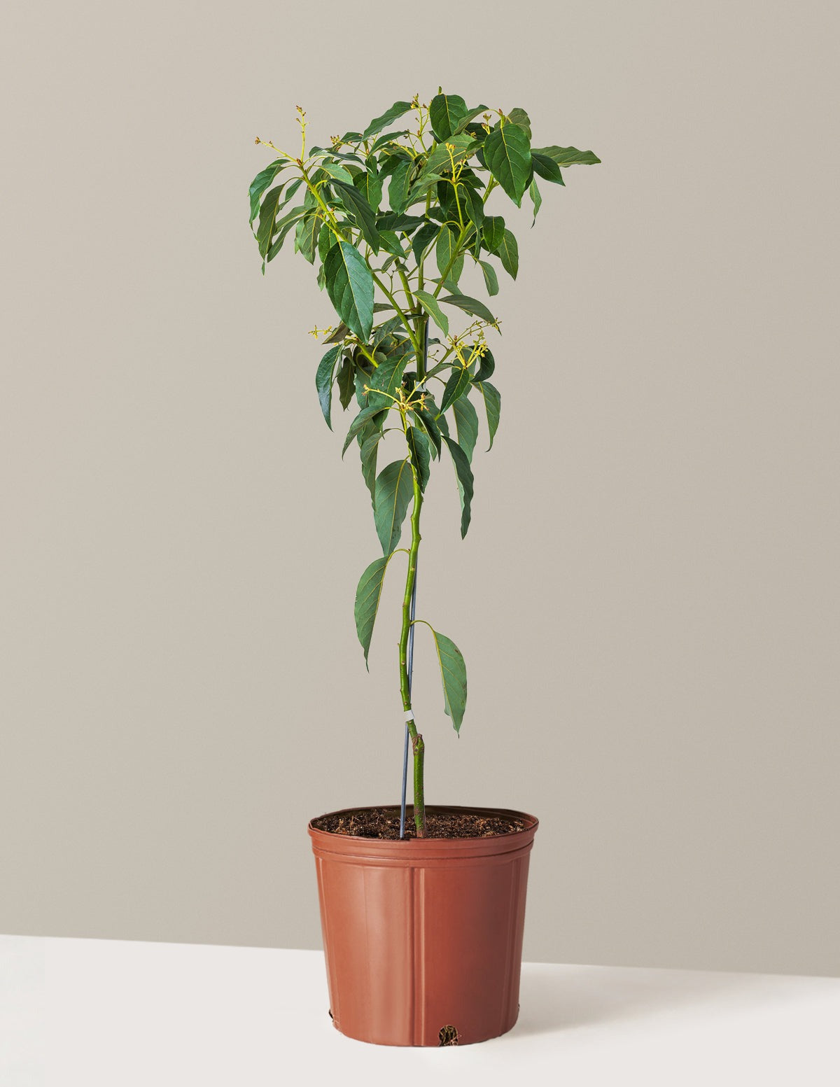 Cold Hardy Avocado Tree