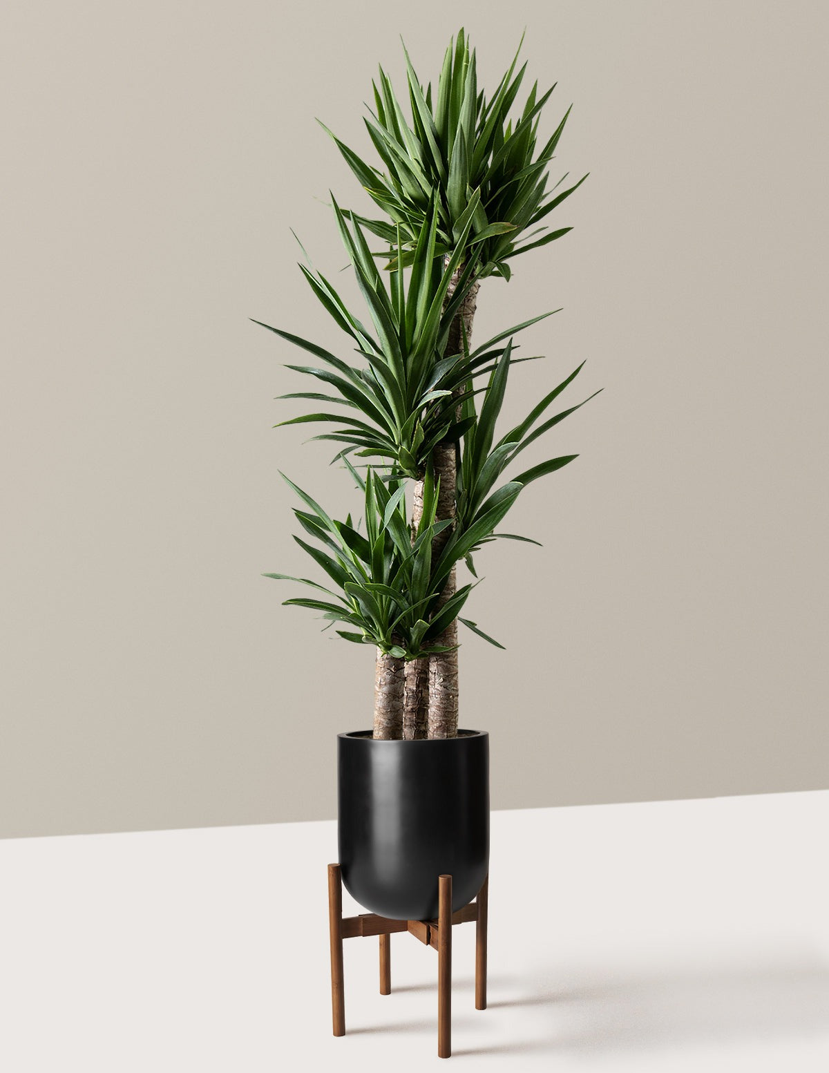 Yucca Plant Multi Stem