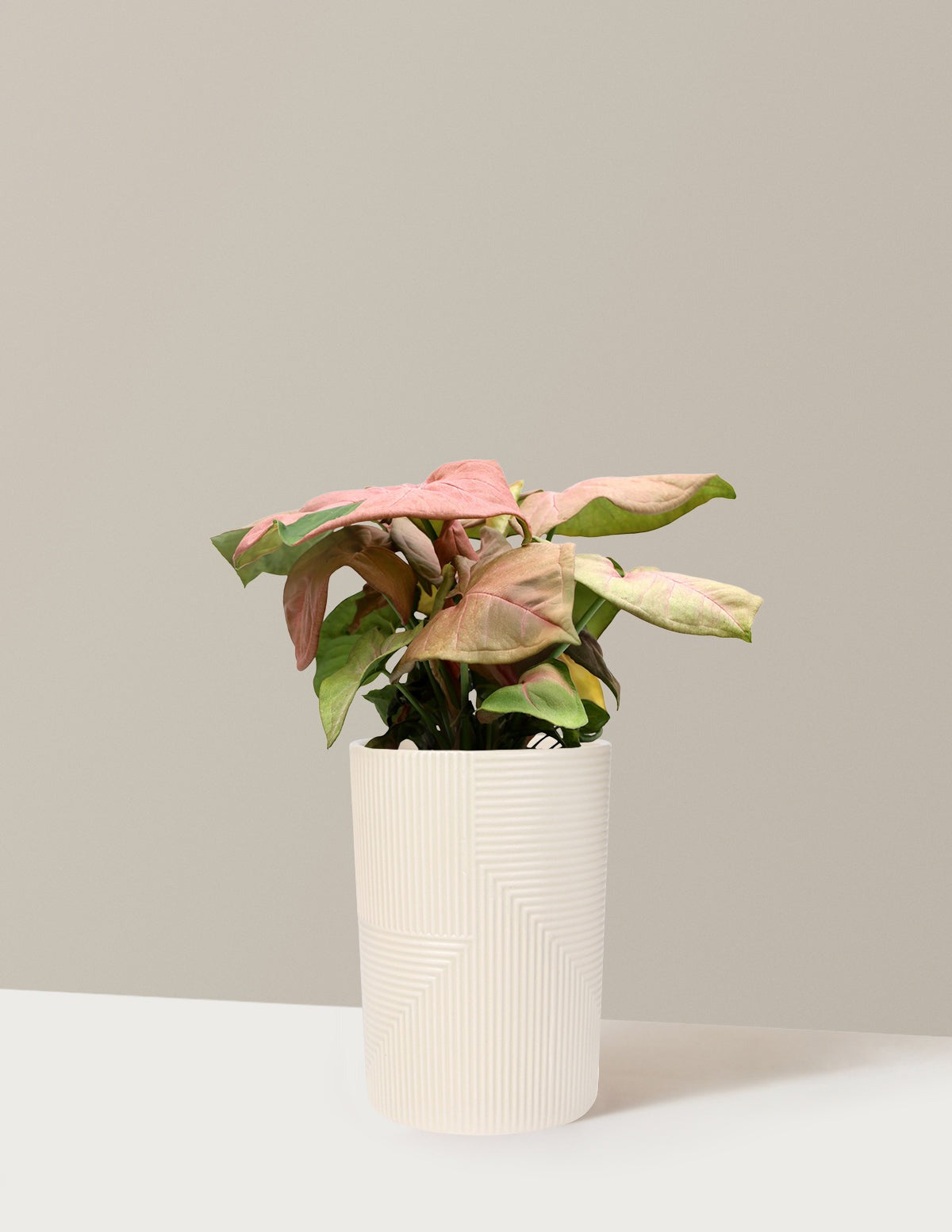 Pink Arrowhead Plant
