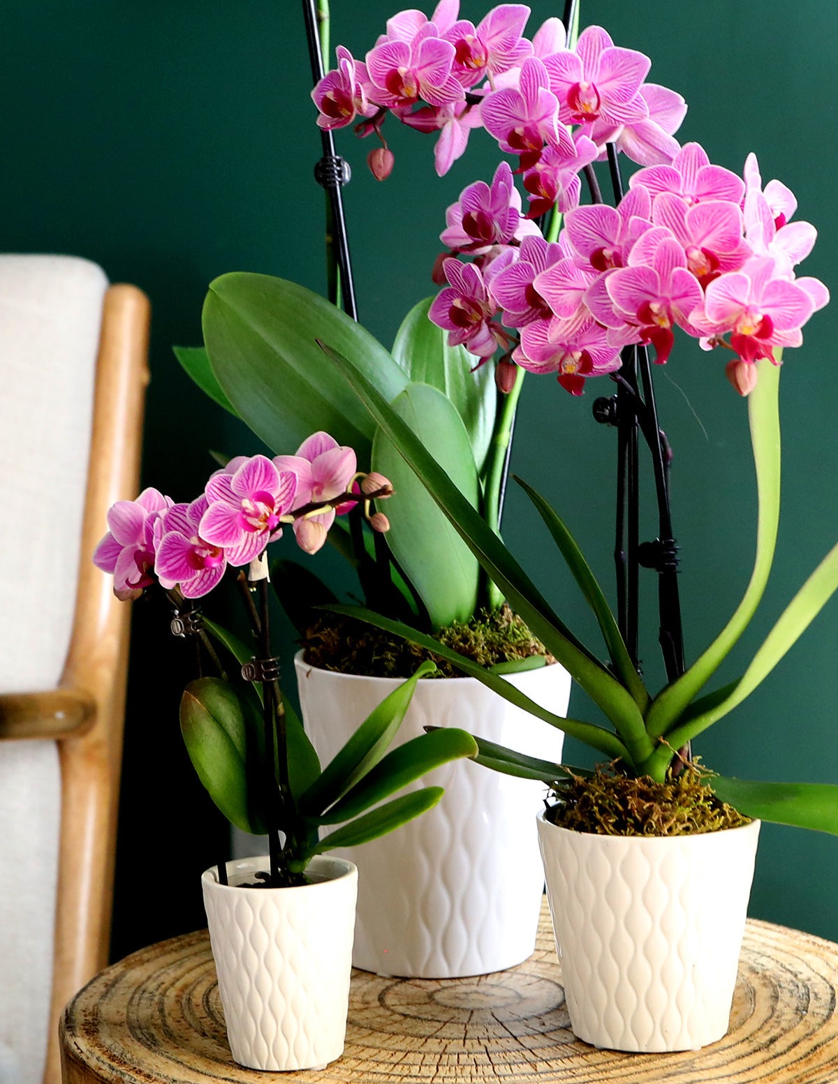 Mini Orchid