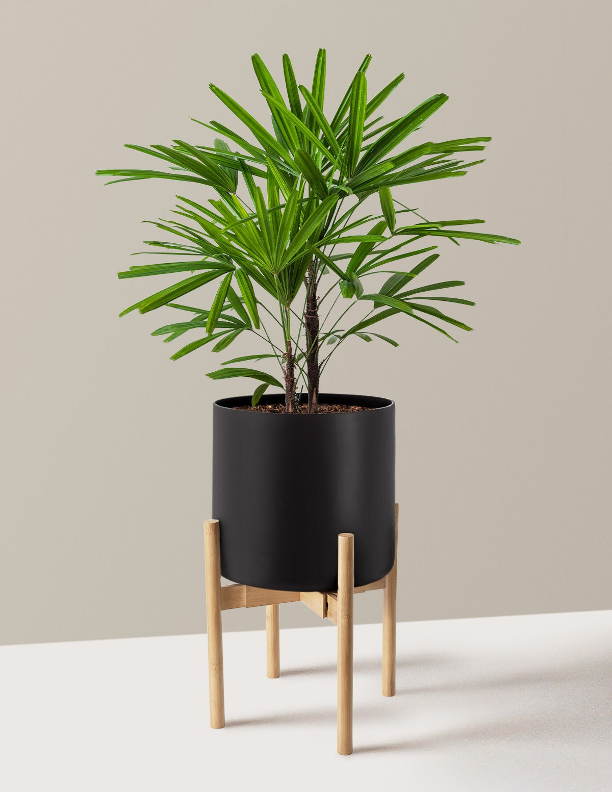 Large Lady Palm