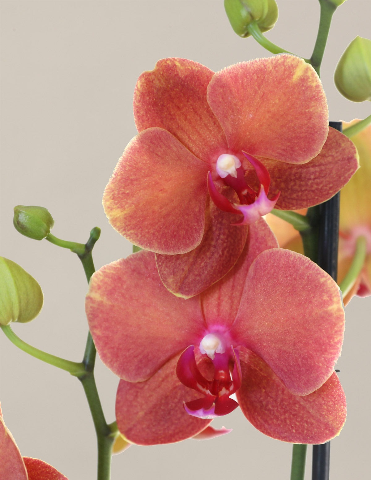 Classic Orchid Party Pack