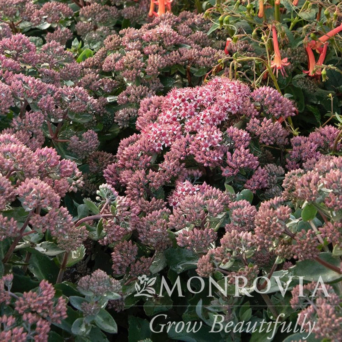 EvolutionTM Emerald Ice Sedum