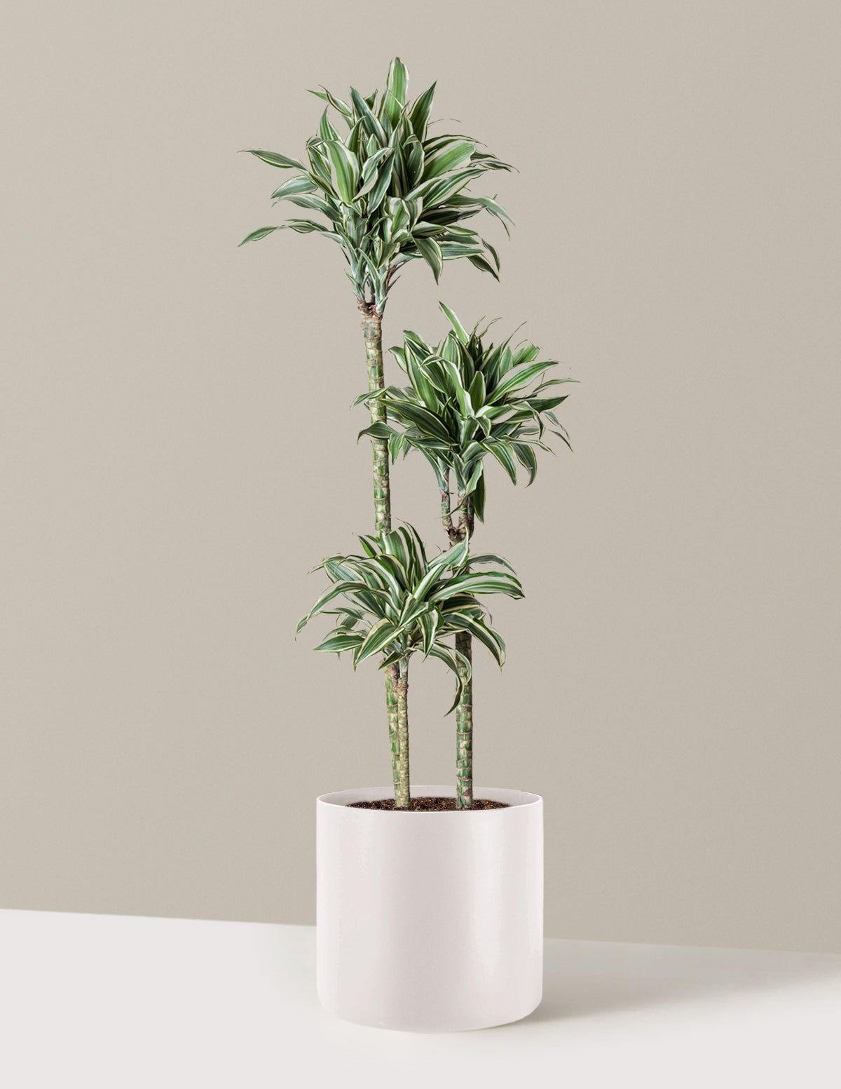 Large Dracaena Warneckii White Jewel