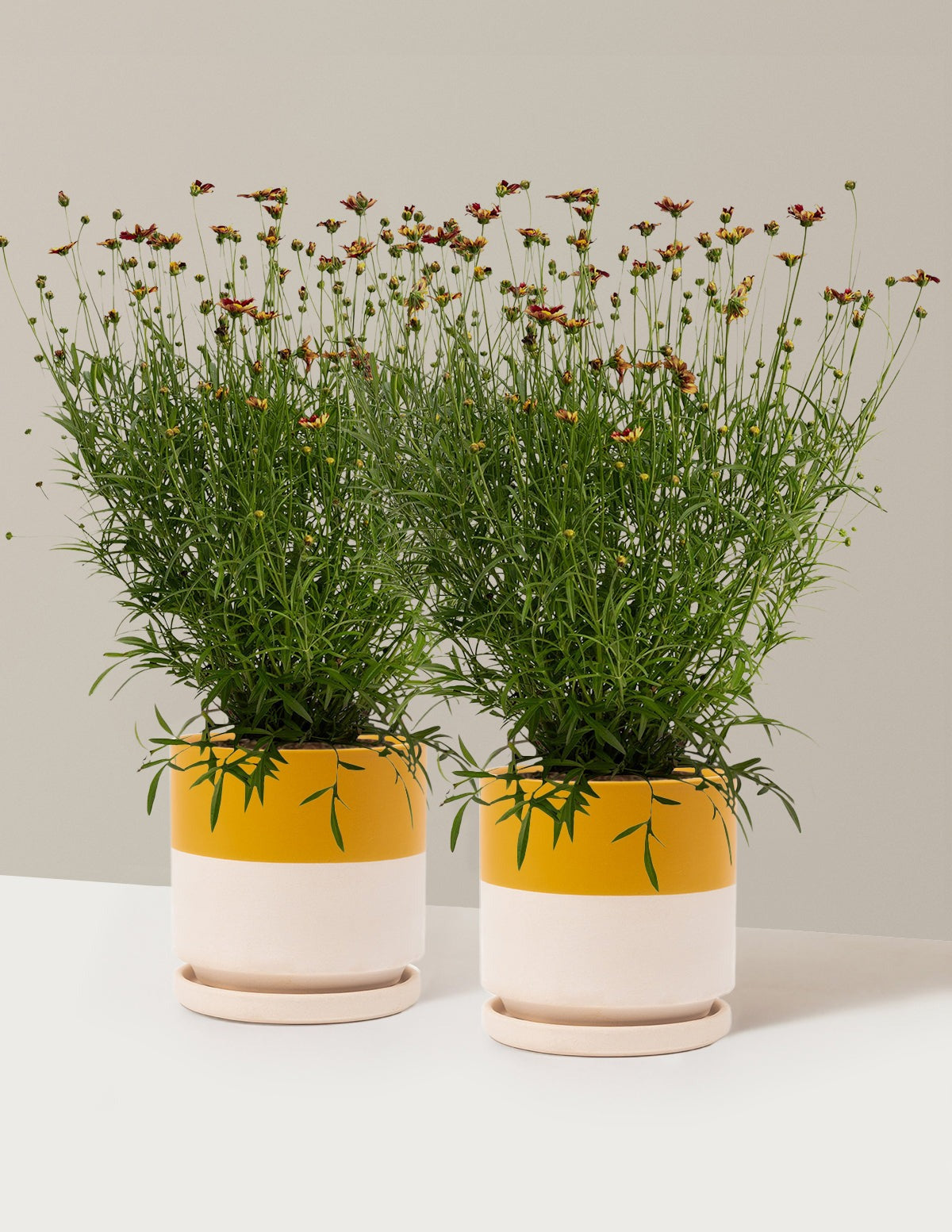 Li'l BangTM Red Elf Coreopsis